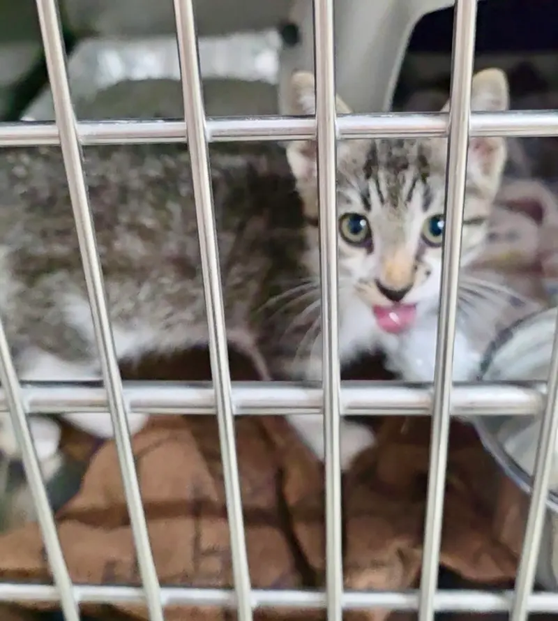 Plas, a male kitten up for adoption