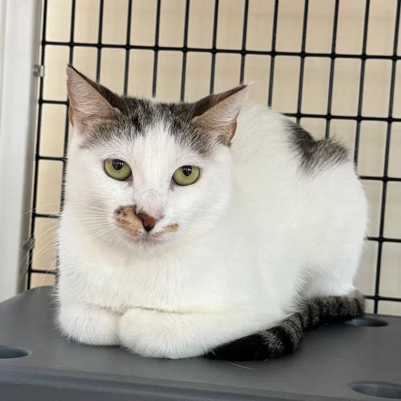 Esme, an adult female cat up for adoption