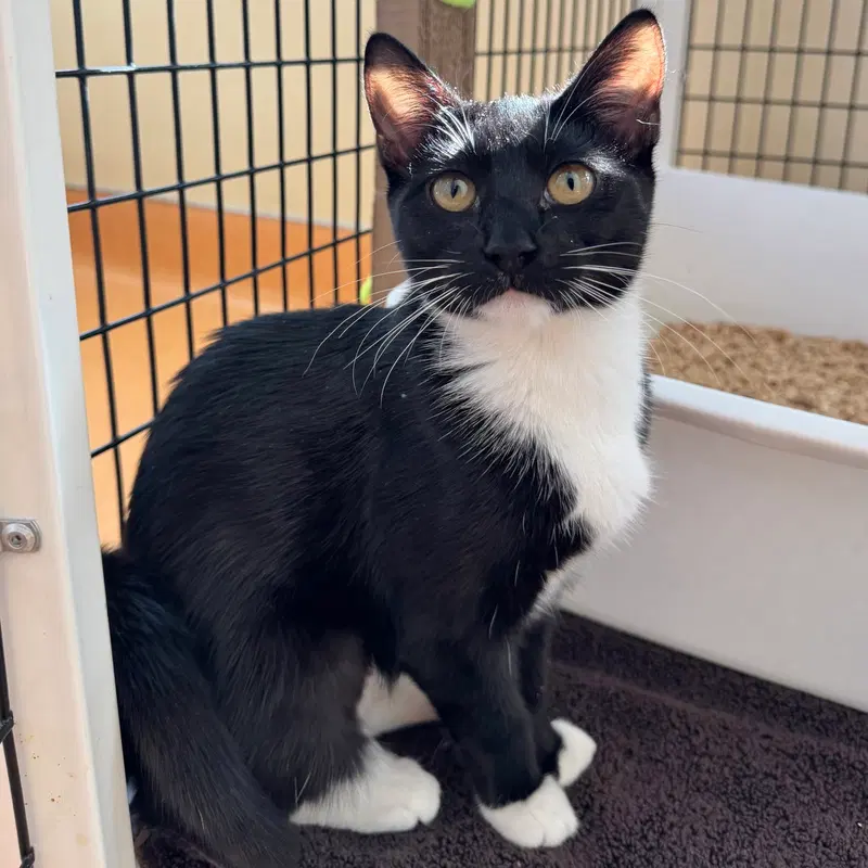 Jess, a young female cat up for adoption