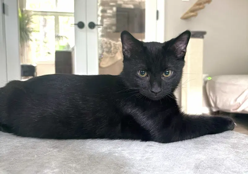 Nero, a male kitten up for adoption