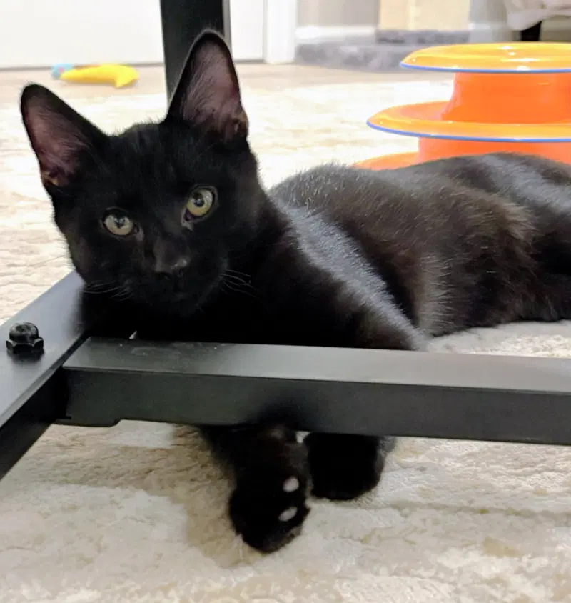 Nero, photo 4