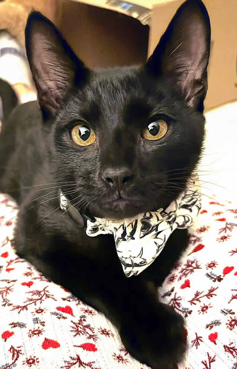 Jet, a male kitten up for adoption