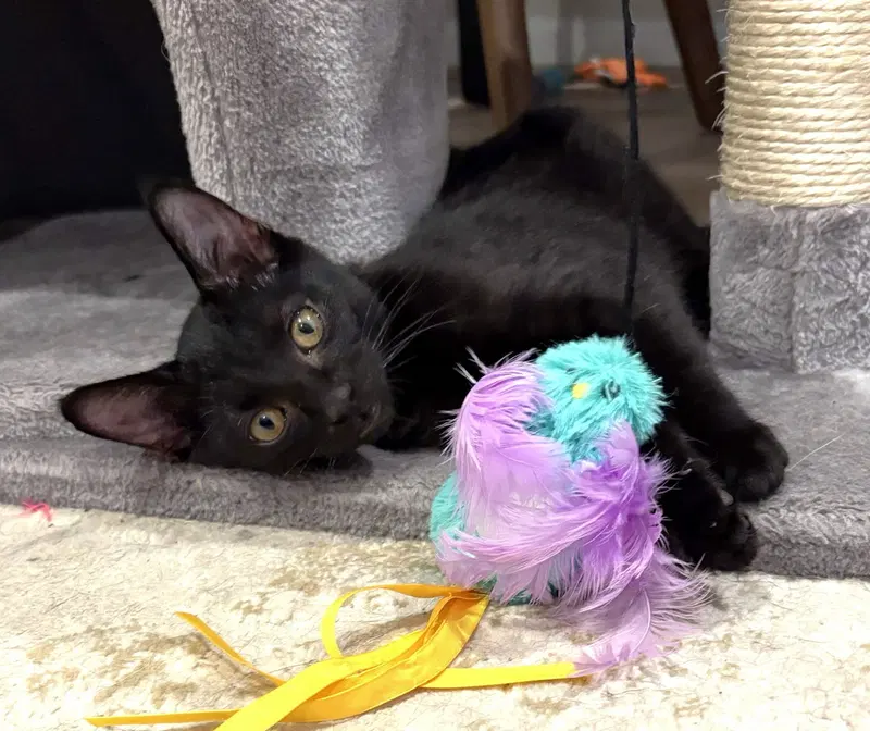 Swan, a female kitten up for adoption