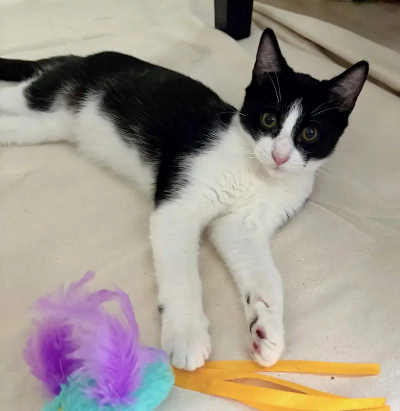 Obi, a male kitten up for adoption