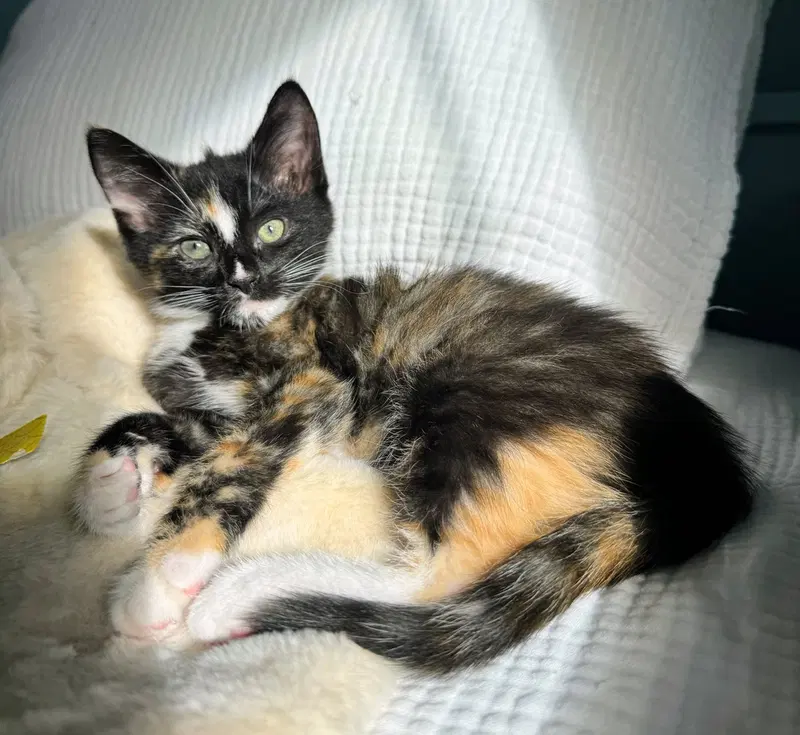 Wisp, a female kitten up for adoption