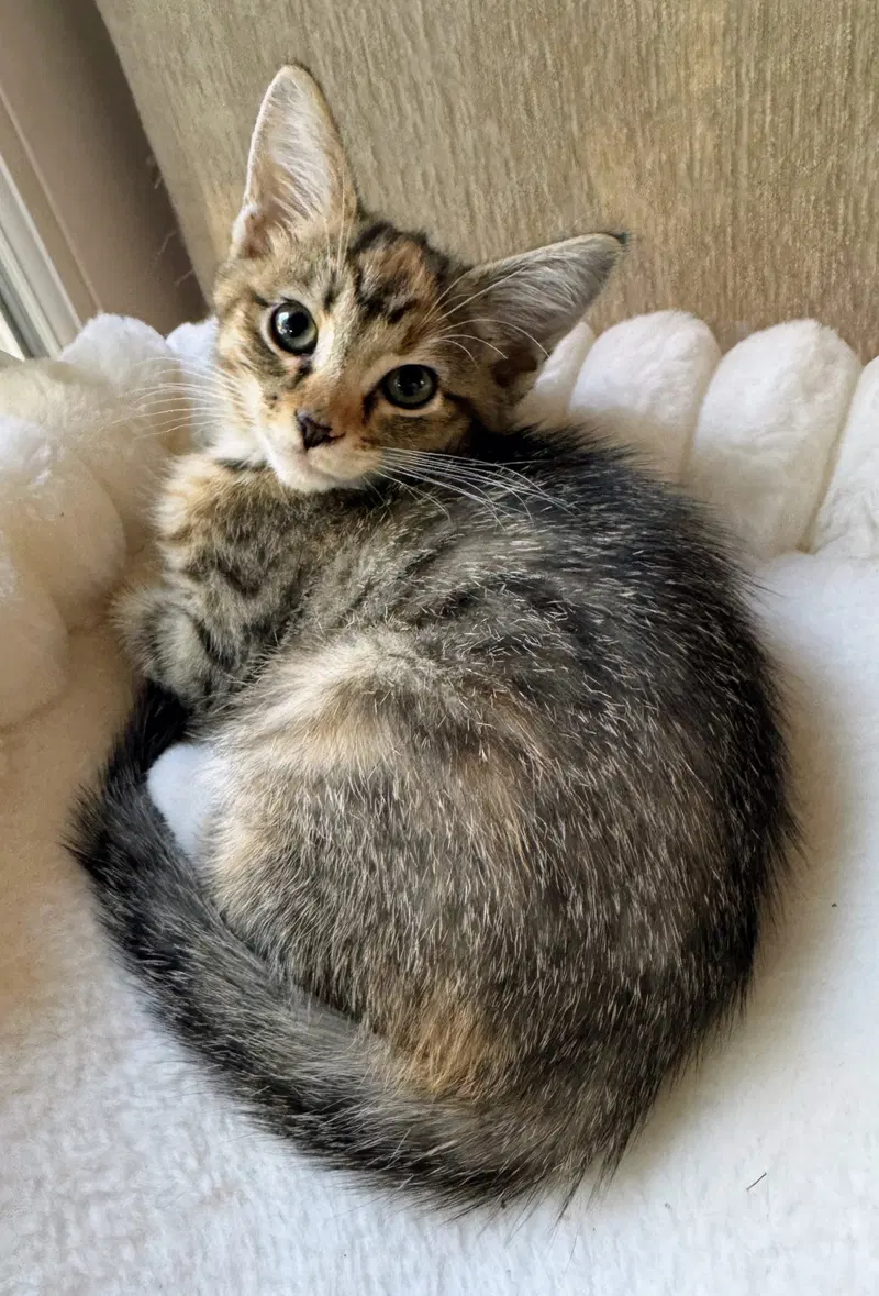 Willow, a female kitten up for adoption