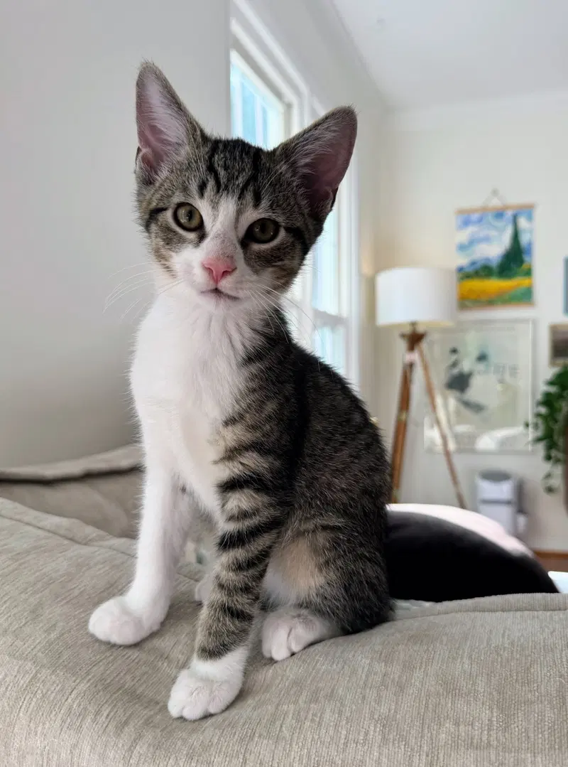 Wily, a male kitten up for adoption