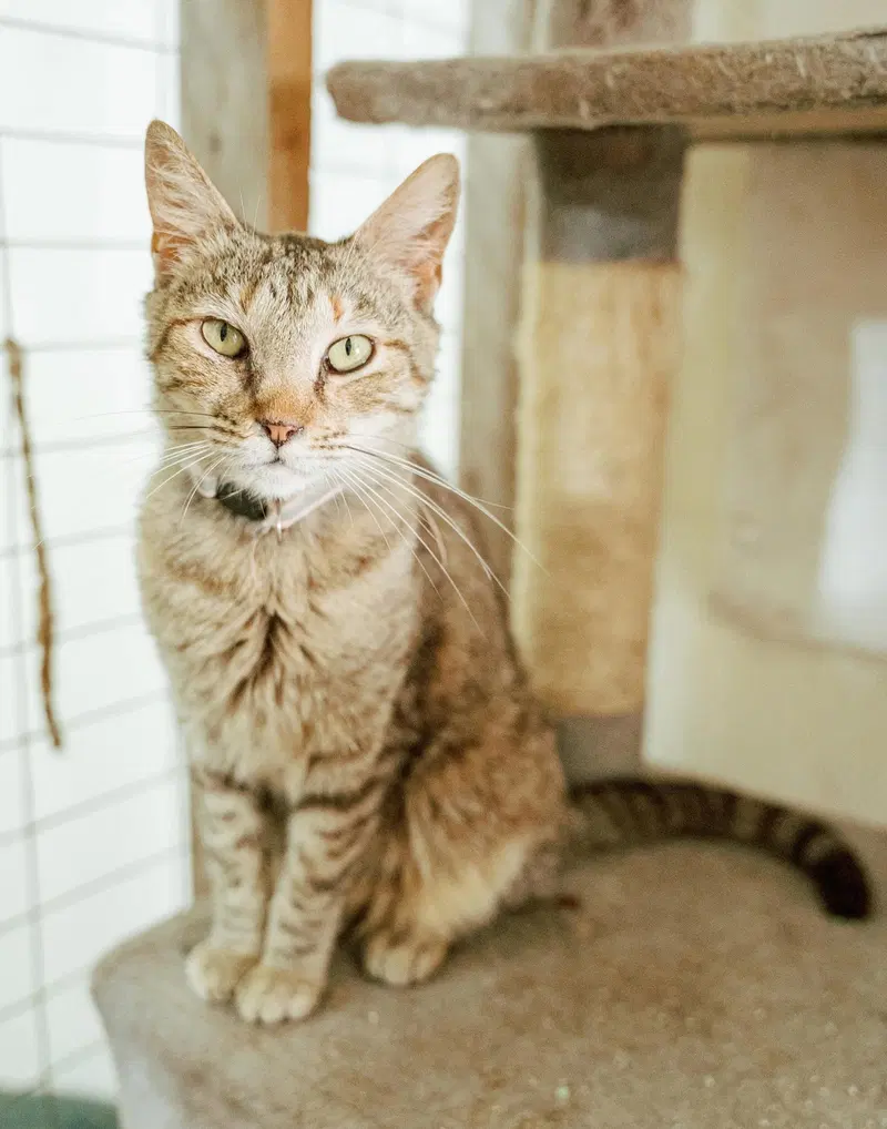 Estella, an adult female cat up for adoption