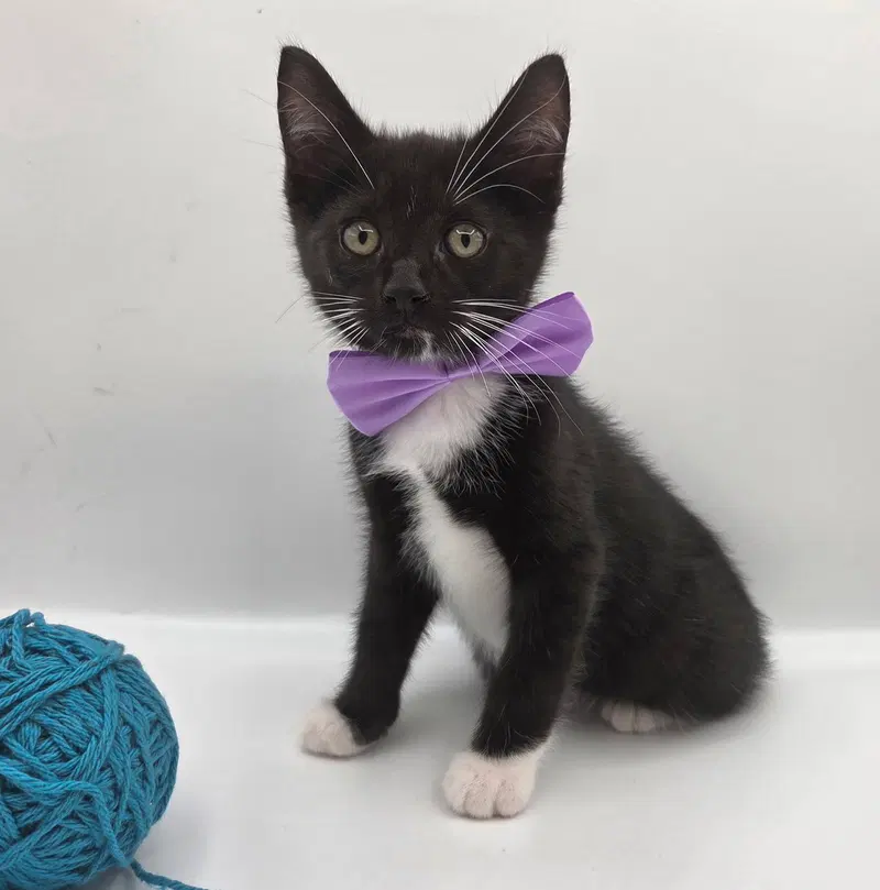 Jelly, a male kitten up for adoption