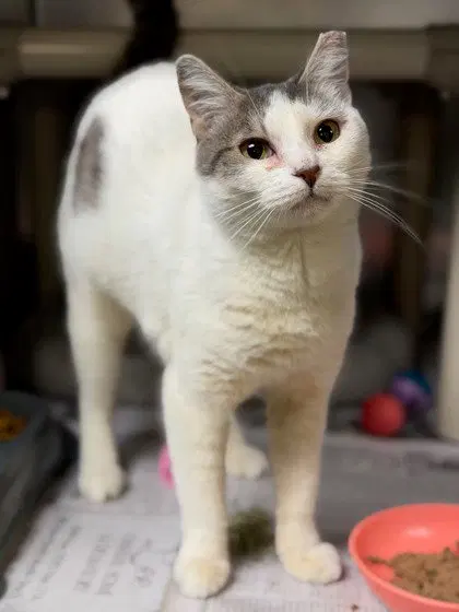 Sybil, an adult female cat up for adoption