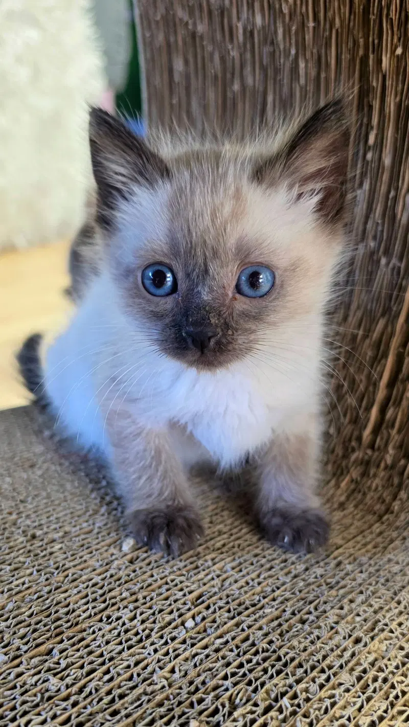 Monroe, a male Siamese kitten up for adoption