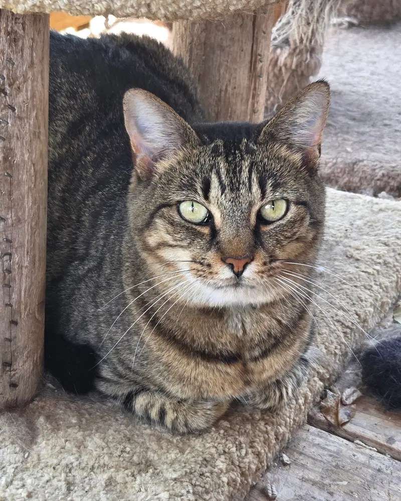Spicy, a young female cat up for adoption