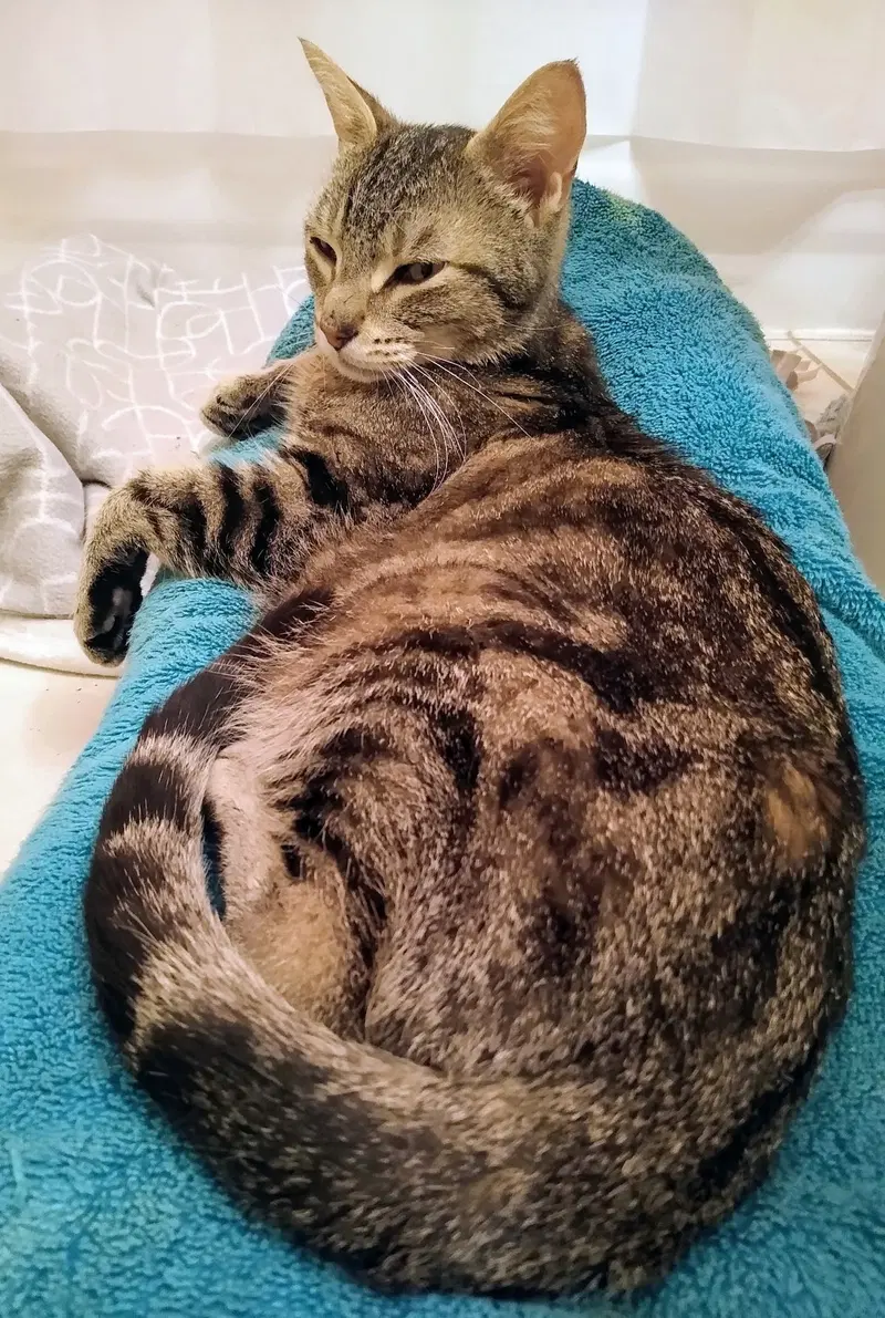 Coming Soon, an adult female cat up for adoption