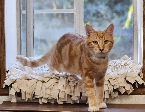 Cat, a young male Tabby cat up for adoption