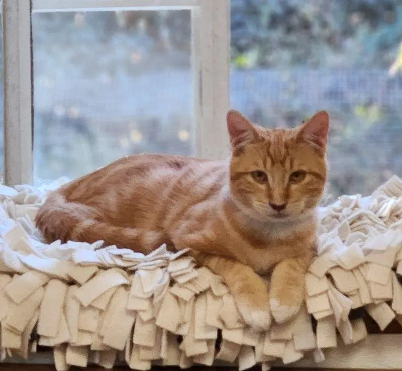 Cat, photo 2