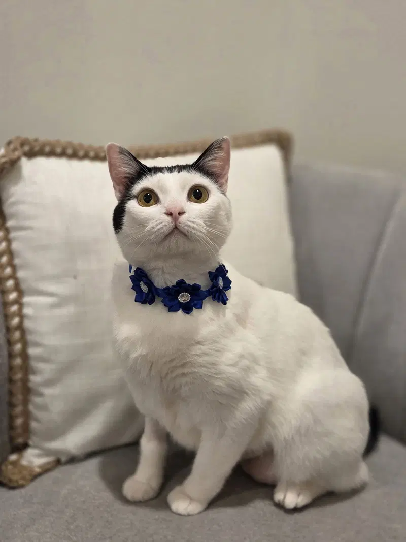 Barbara, an adult female cat up for adoption