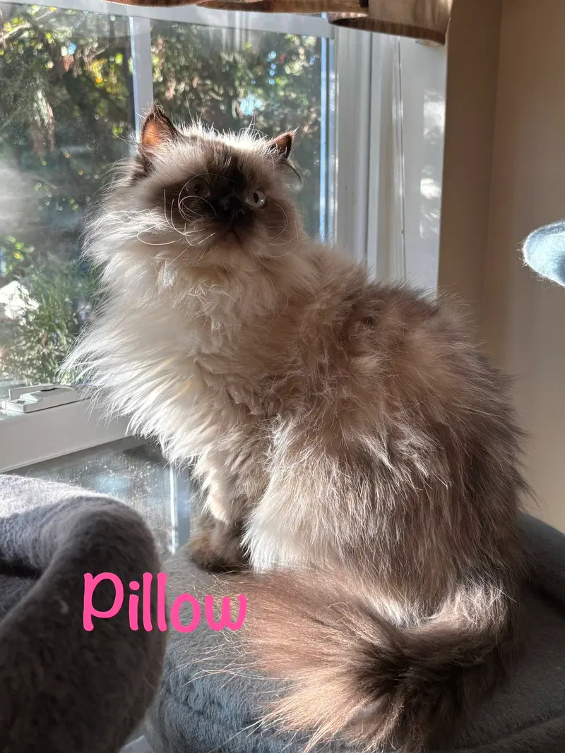 Pillow, photo 2