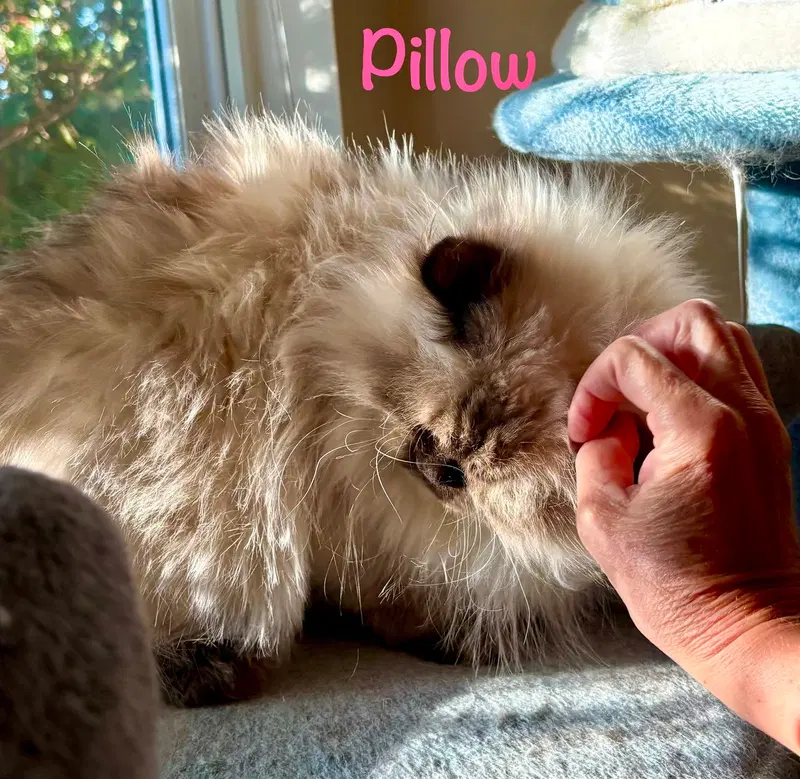 Pillow, photo 3