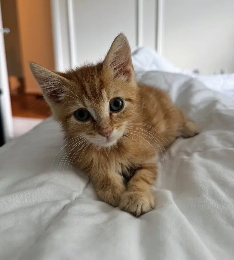 Rune, a male kitten up for adoption