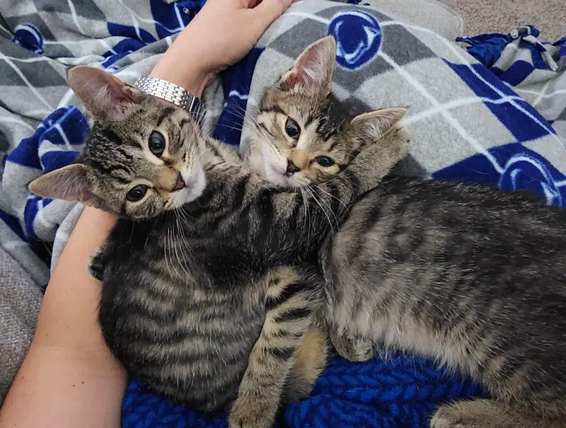 Sweetie Pie and Larry BONDED PAIR, photo 2
