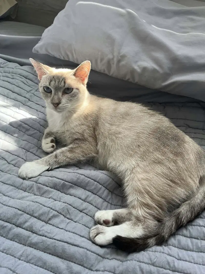 Bella, photo 2