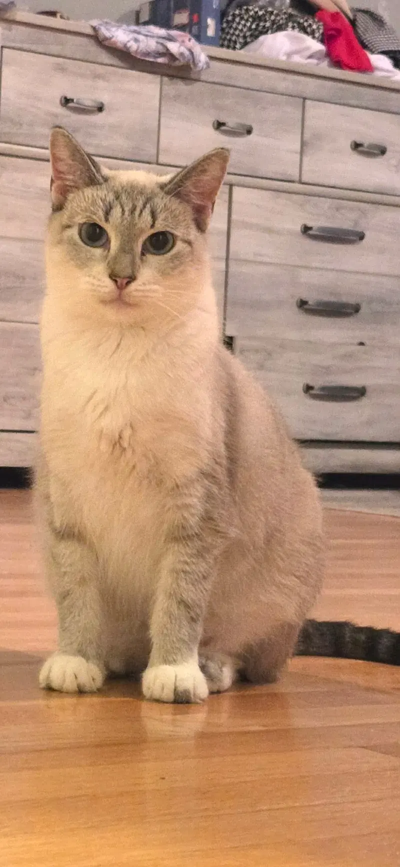 Bella, photo 3
