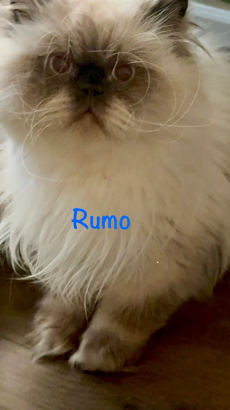 Rumo, photo 4