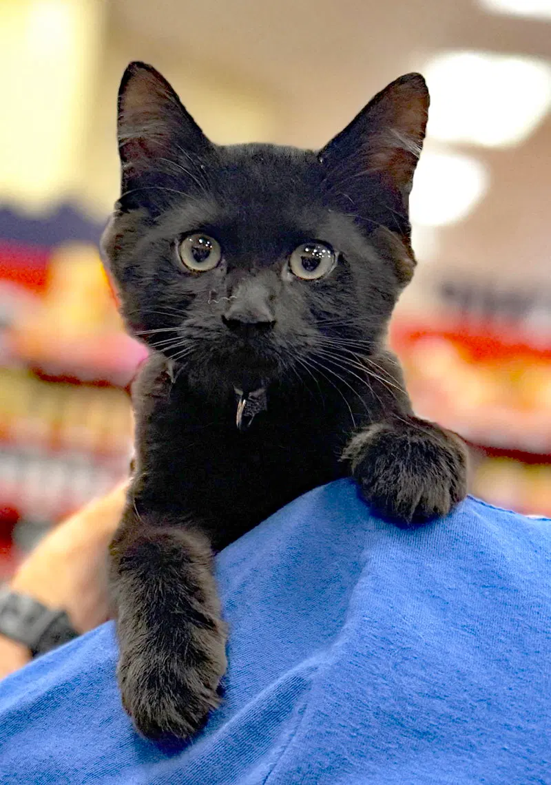 Boo, a male kitten up for adoption