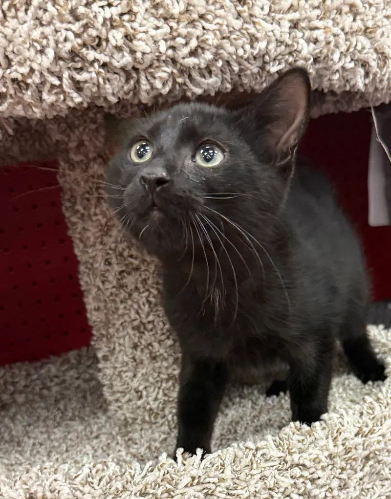 Merlin, a male kitten up for adoption