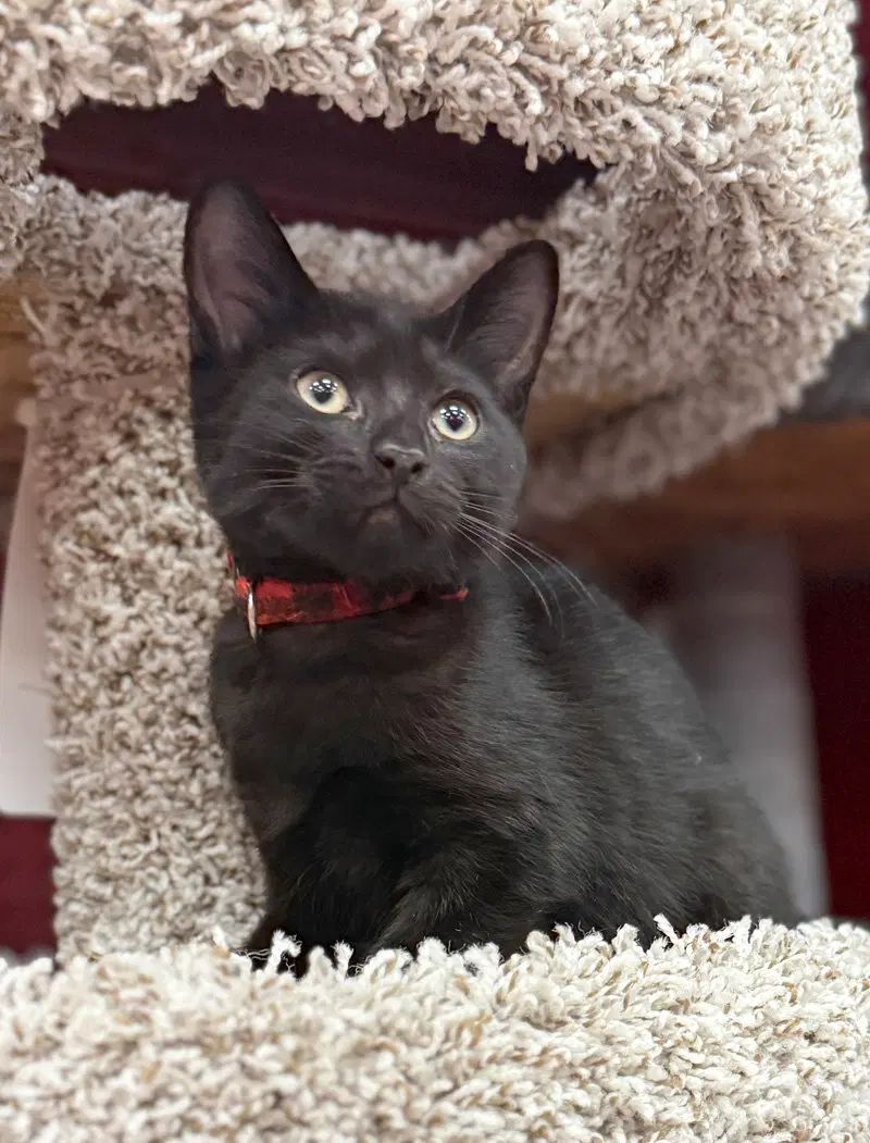 Tober, a male kitten up for adoption
