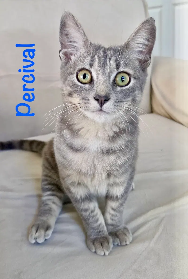 Percival, a male kitten up for adoption