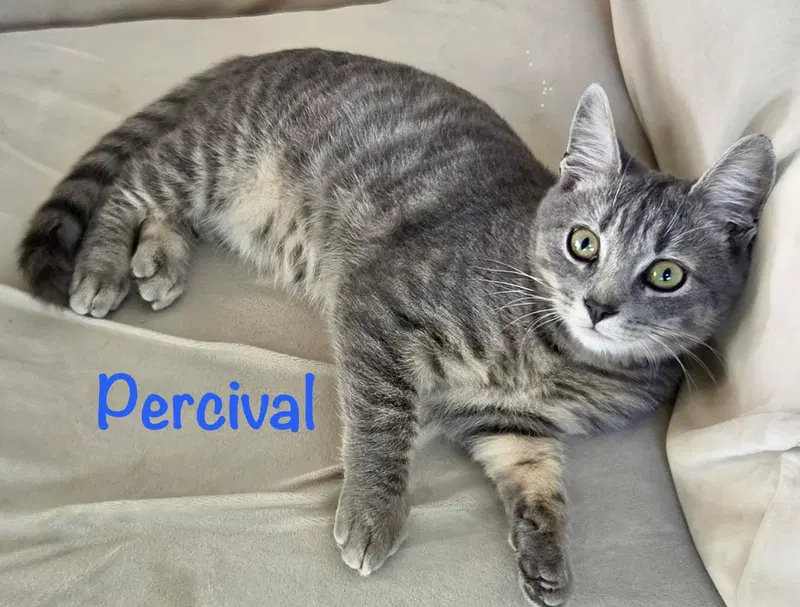 Percival, photo 2
