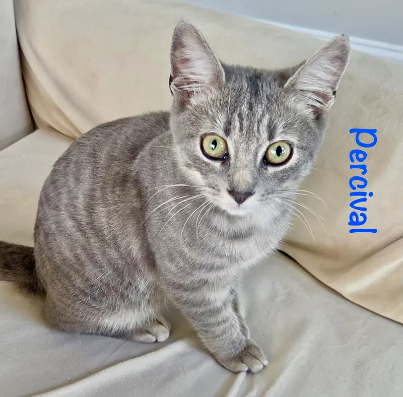 Percival, photo 3