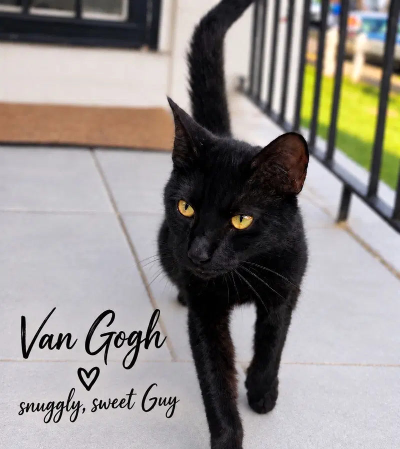 Van Gogh, photo 3