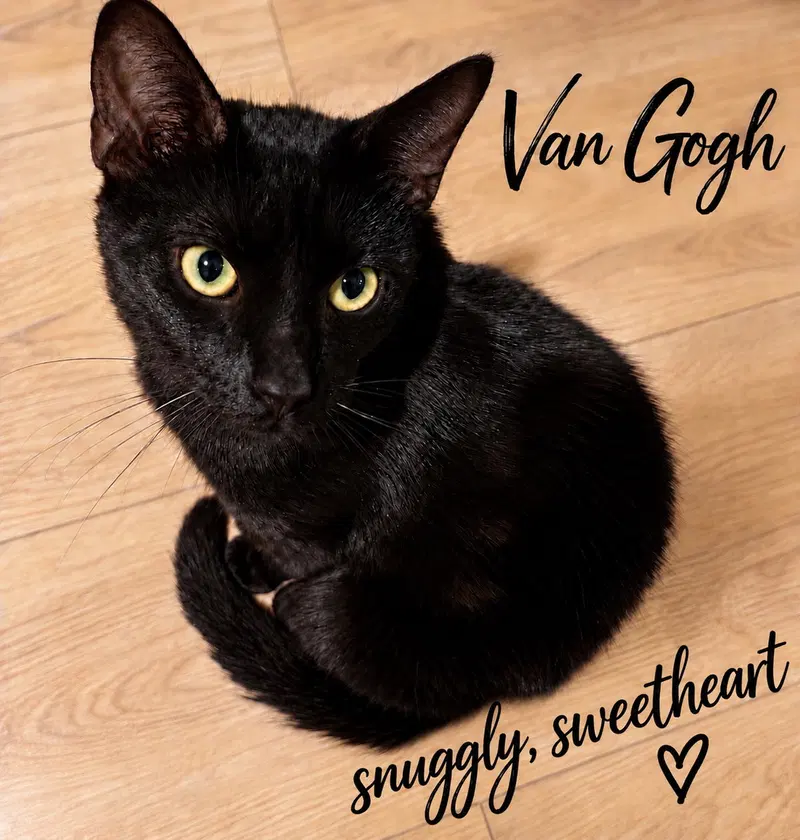 Van Gogh, an adult male cat up for adoption