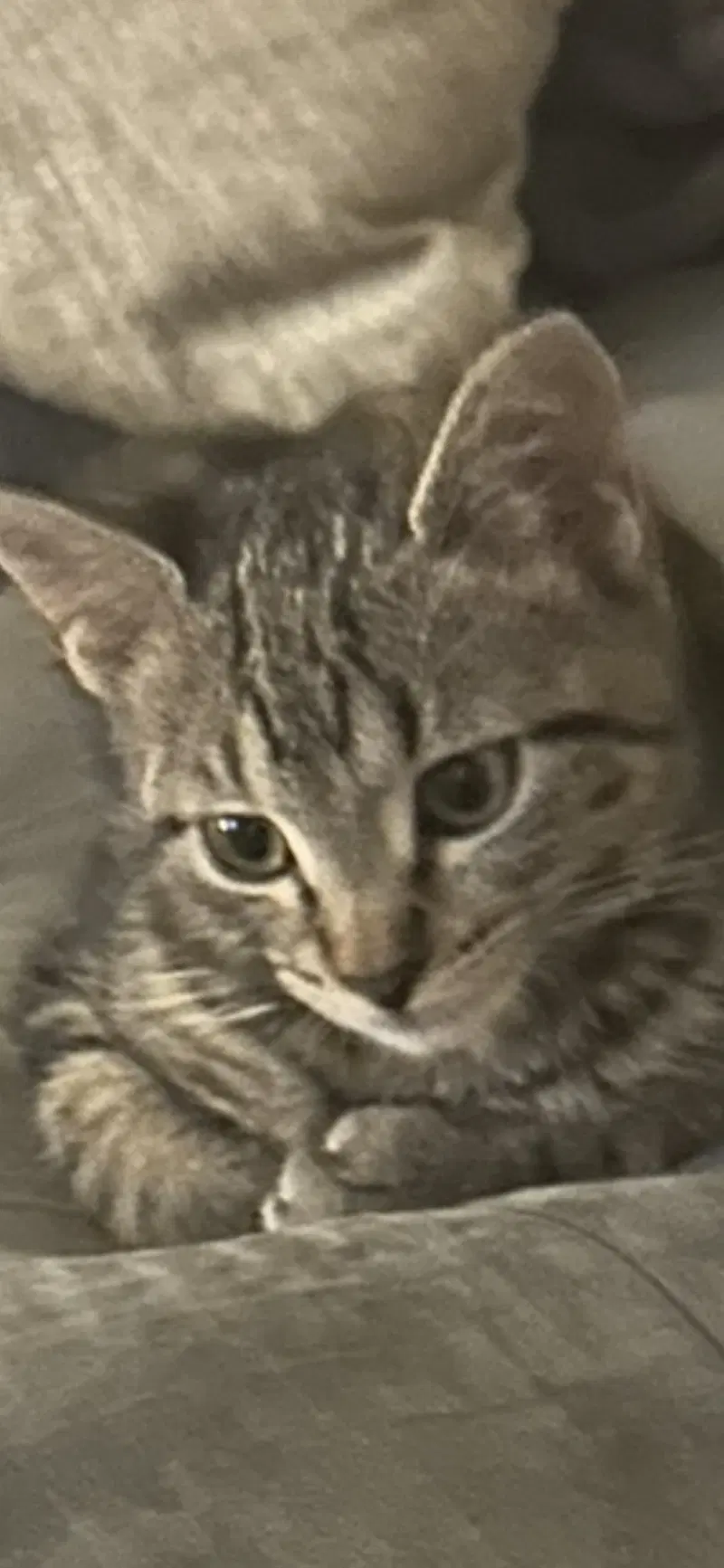 Zuzu, photo 3