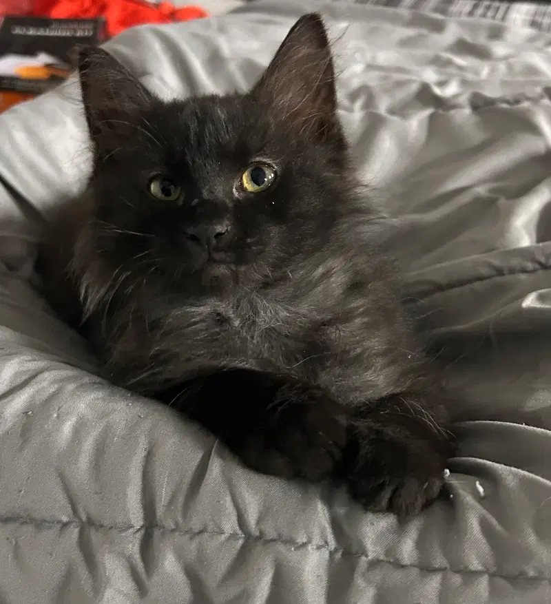 Cyprus, a male kitten up for adoption