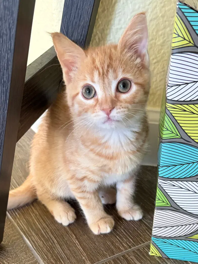 Evander, a male Tabby kitten up for adoption