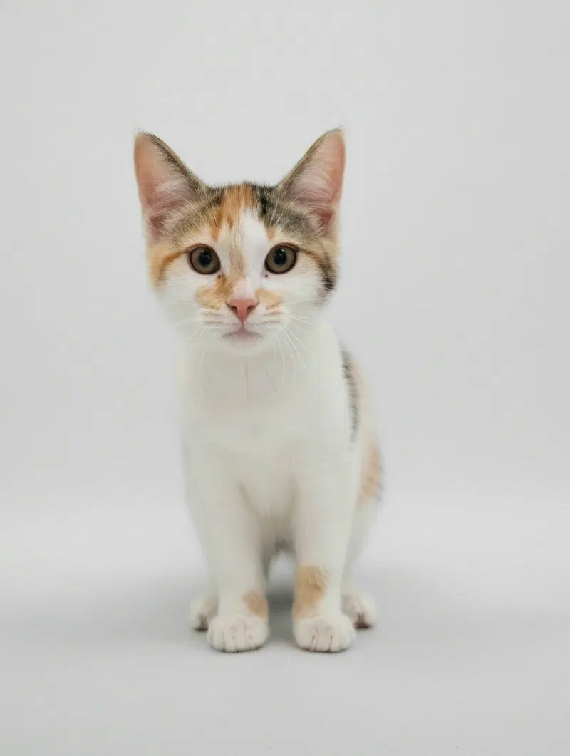 Nellie, a young female cat up for adoption
