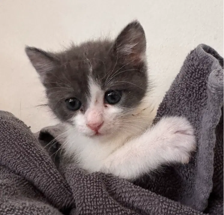 Pierogi, a female kitten up for adoption