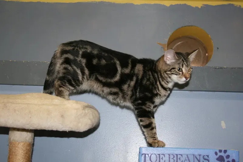 Biscuit, photo 3