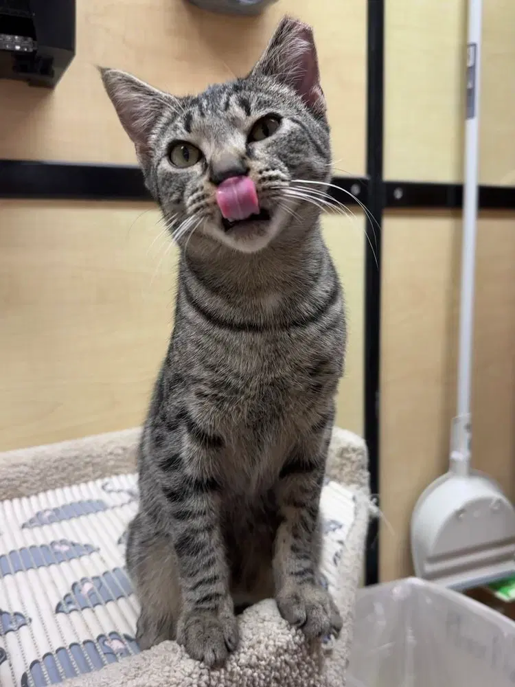 Apollo, a male kitten up for adoption