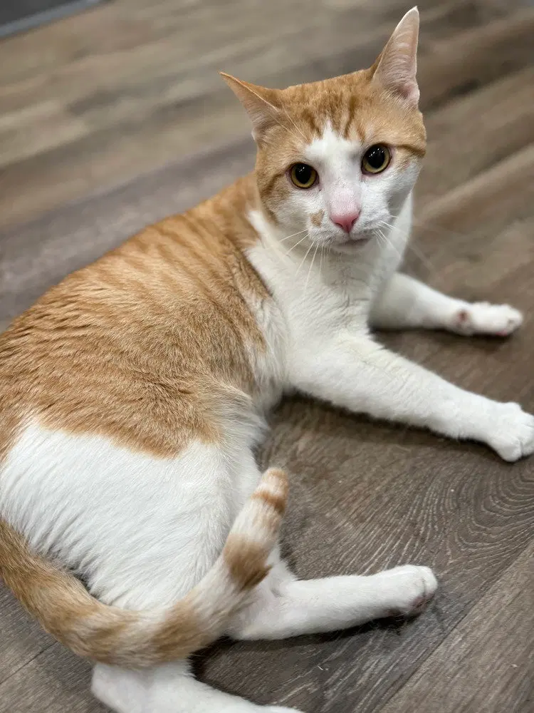 Ziggy, a young male cat up for adoption
