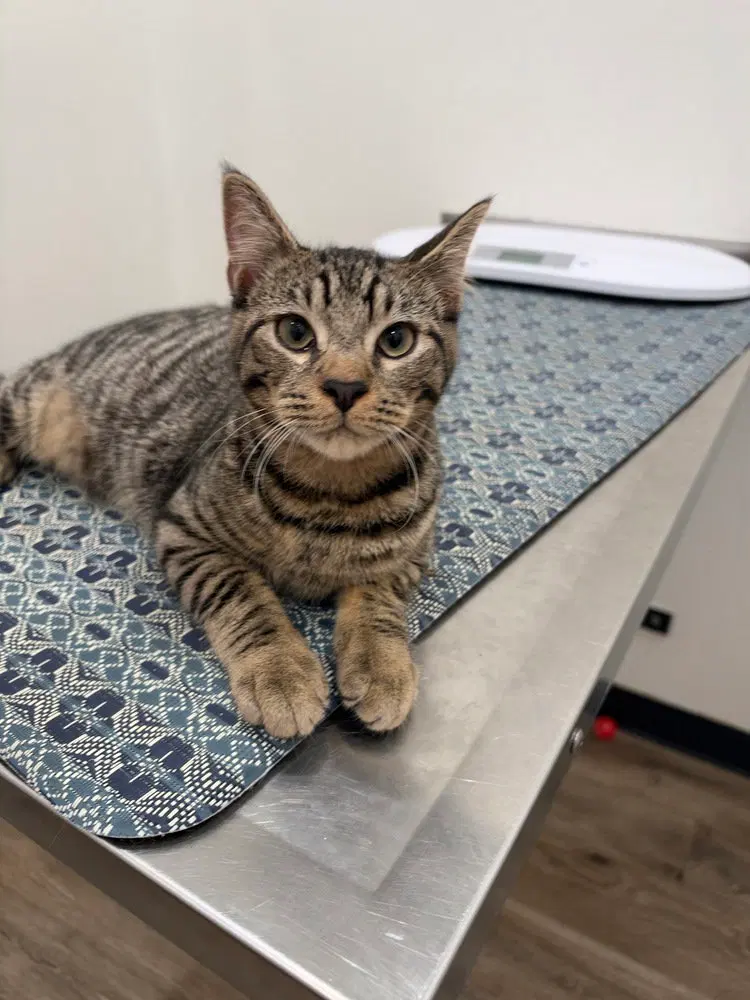 Pavel, a male kitten up for adoption