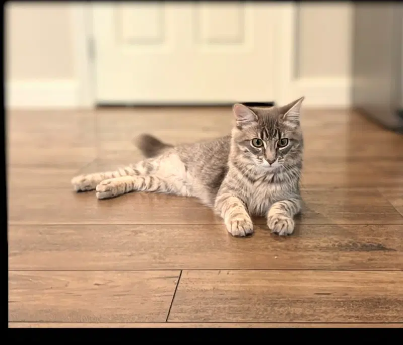 Winnie & Wilfie, female Tabby kittens up for adoption