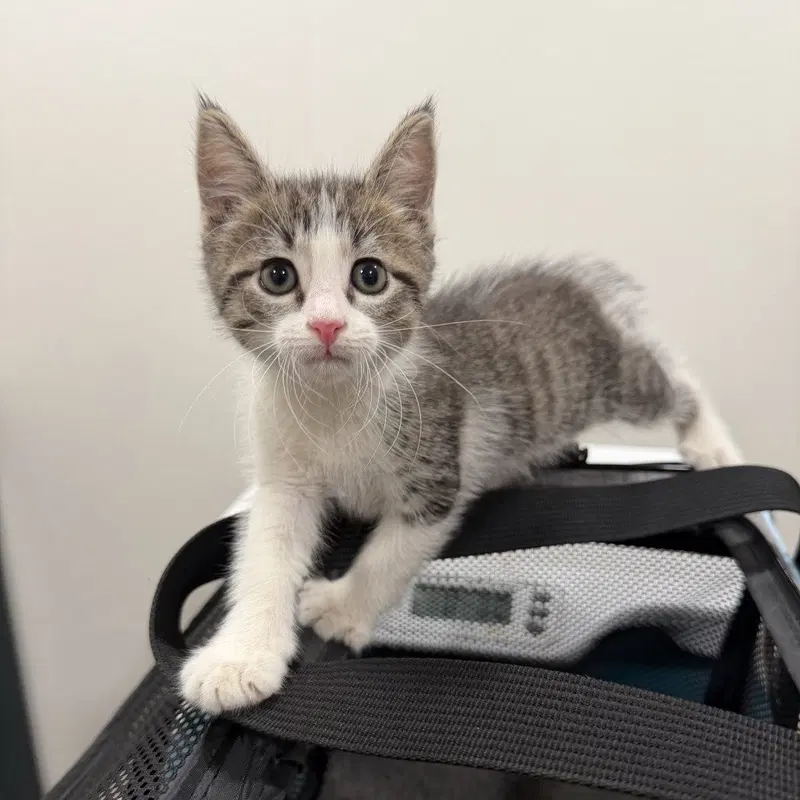 Peach, a female kitten up for adoption