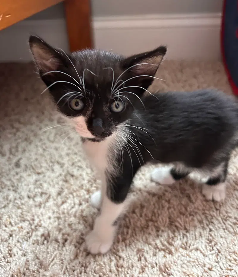 Kona, a male kitten up for adoption