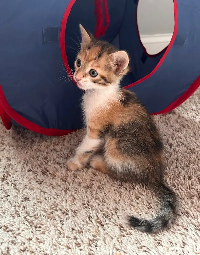 Kuma, a female Calico kitten up for adoption