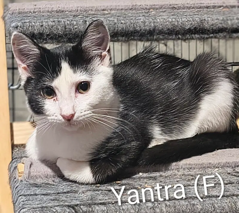 Yantra, a female kitten up for adoption
