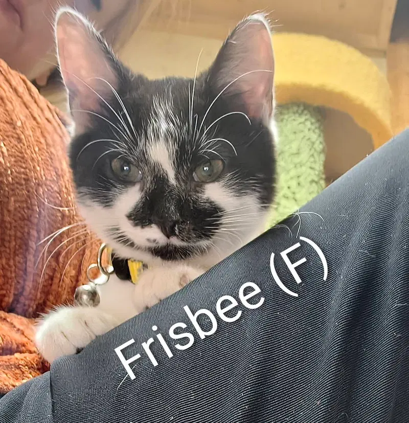 Frisbee, a female kitten up for adoption